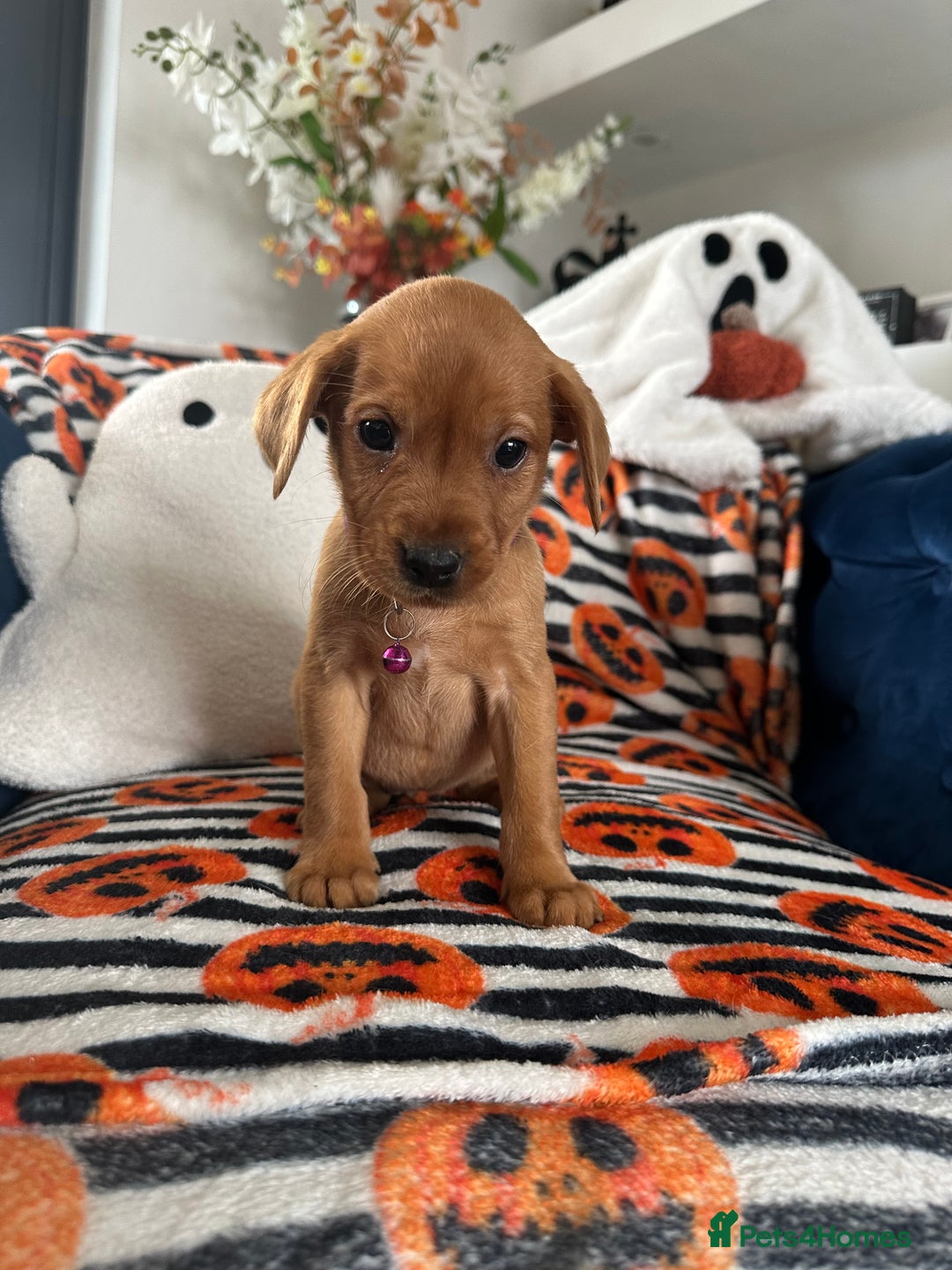Labrador Retriever dogs for sale: Beautiful fox red Labrador pups - Image 9