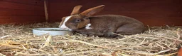 Rex rabbits for sale: Vienna Marked Mini Rex babies - Advert 3