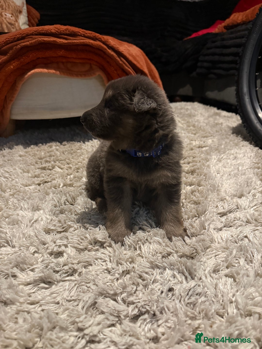 German Shepherd dogs for sale: Blue eyed long hair, blue German shepherds - Advert 27