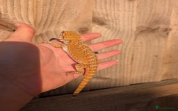 Bearded Dragon reptiles for sale: Baby bearded dragons  - Image 16