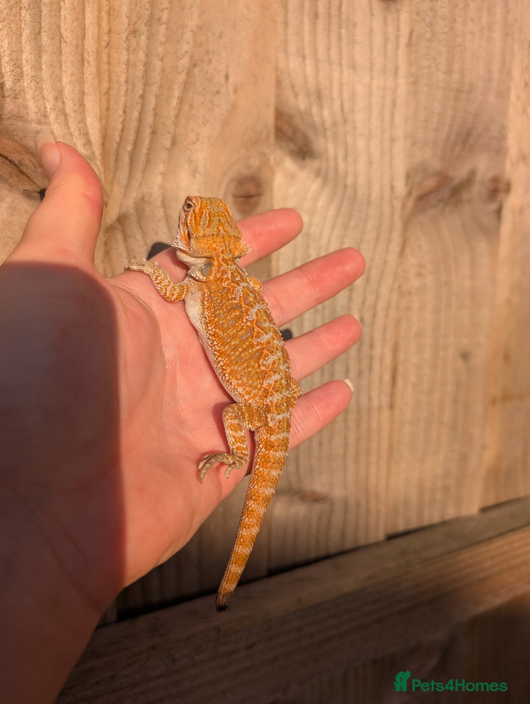 Bearded Dragon reptiles for sale: Baby bearded dragons  - Image 16