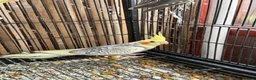 Cockatiels birds for sale: BEAUTIFUL Cockatiels FOR SALE - Advert 5