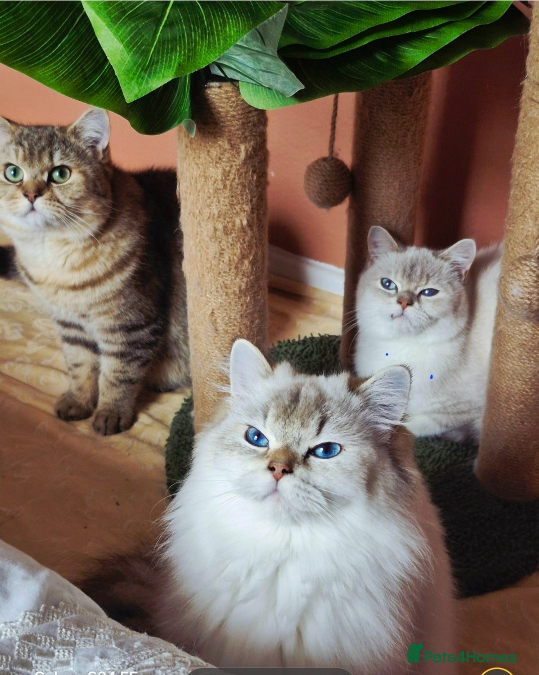British Shorthair cats for sale: Exceptional BSH& BLH blue golden shaded Ny11 💖 - Advert 15