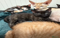 Devon Rex cats for sale: Adorable first generation permitted outcross - Image 23
