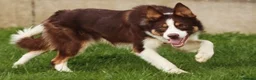Border Collie dogs for stud: Parkhills Matt - ISDS DNA MDD Clear 272  - Advert 3