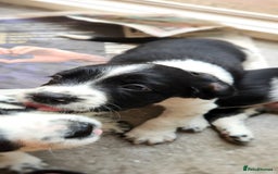English Springer Spaniel dogs for sale: KC Registered ESS Pups *WELL MARKED* - Image 20