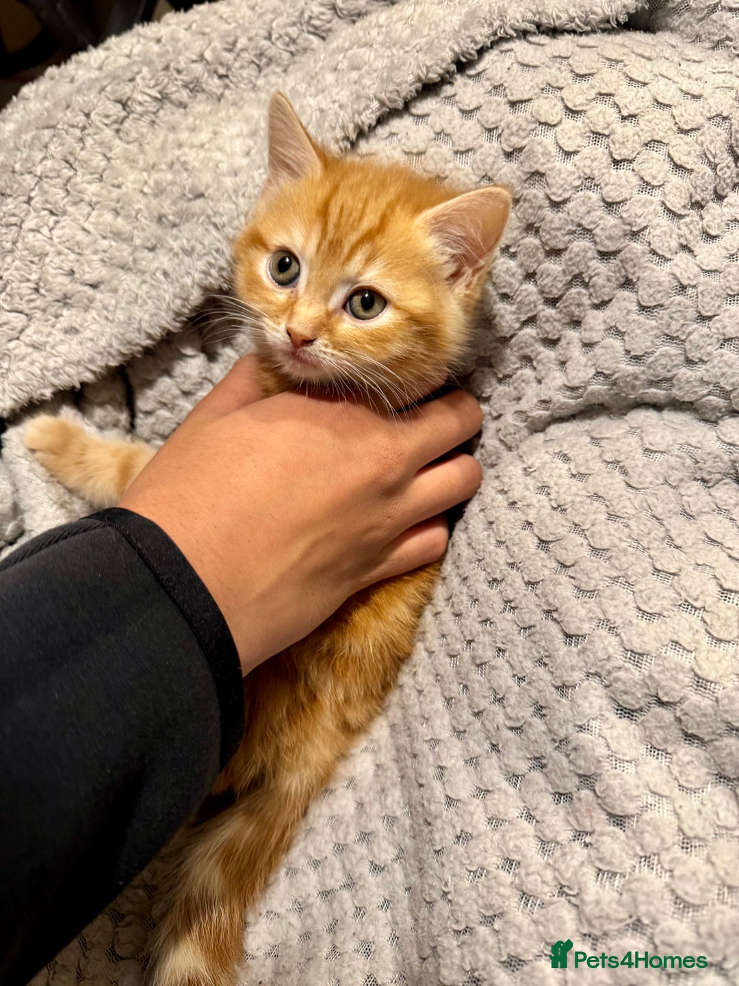 Domestic Shorthair cats for sale: Real life Garfield🤩 - Image 9