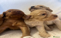 Cockapoo dogs for sale: Stunning cockapoo puppies  - Image 2
