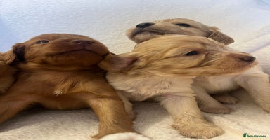 Cockapoo dogs - Advert 11