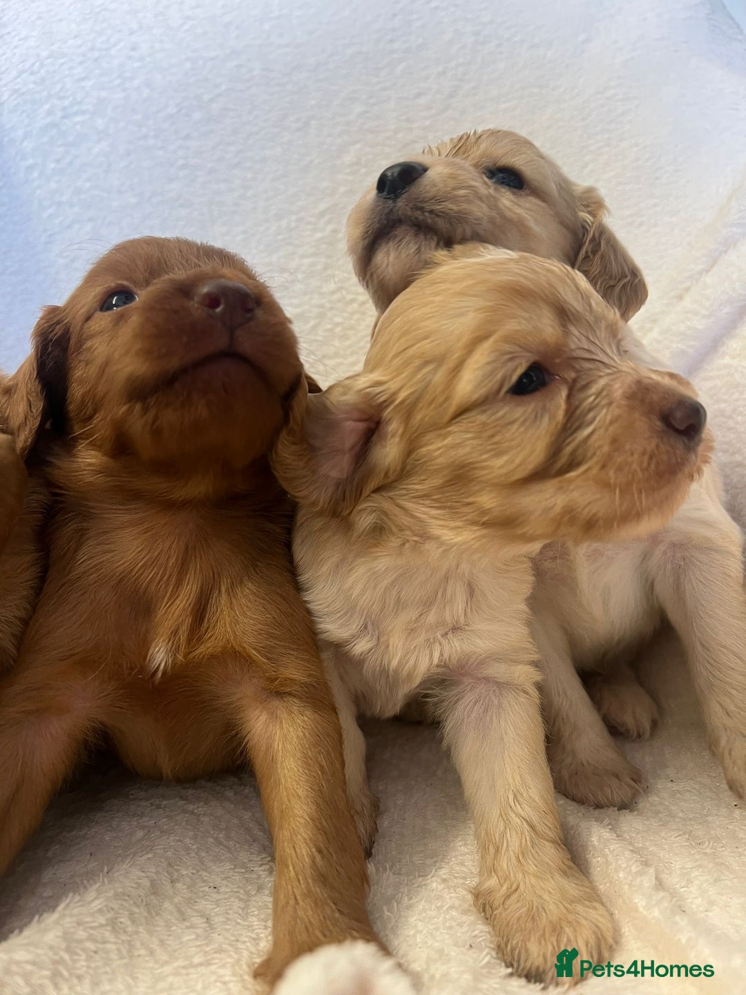 Cockapoo dogs for sale: Stunning cockapoo puppies  - Image 2