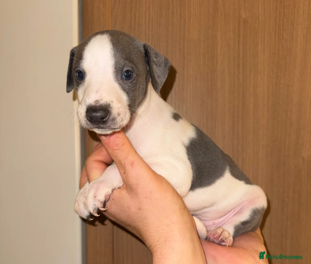 Whippet dogs for sale: Whippet For Sale  - Advert 4