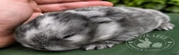Mini Lop rabbits for sale: Adorable mini lops  - Advert 5