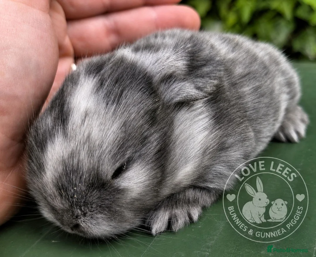 Mini Lop rabbits for sale: Adorable mini lops  - Advert 5