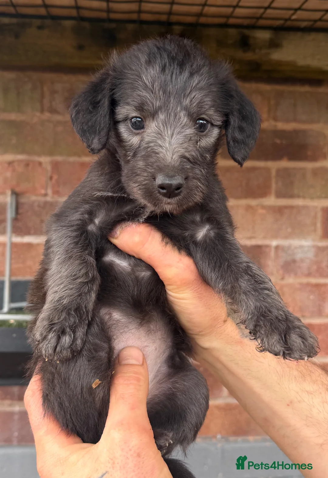 Mixed Breed dogs for sale: Bedlington Whippets  in Sheffield - Advert 1