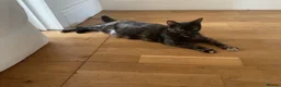 Mixed Breed cats for sale: Kittens for sale in Milton Keynes - Advert 1