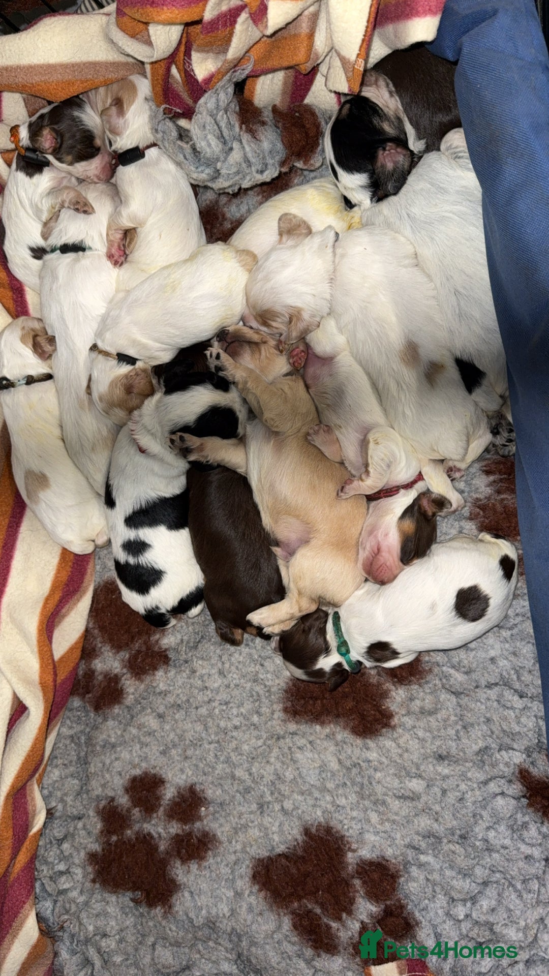 Cocker Spaniel dogs for sale: READY FOR NEW HOMES CAN LEAVE homes health tested  - Image 11