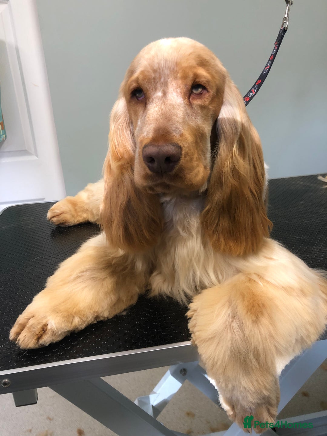 Cocker Spaniel dogs for sale: 🧡🤎 Show Cocker Spaniel Puppies For Sale - Image 9