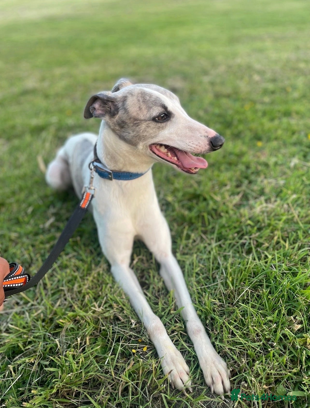 Mixed Breed dogs WHIPPET X FRENCHBULLDOG PUPPIES 💕💙 - Advert 9