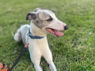 Mixed Breed dogs WHIPPET X FRENCHBULLDOG PUPPIES 💕💙 - Advert 9