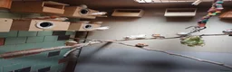 Budgerigars birds for sale: Young budgies and zebra finches for sale. - Advert 2