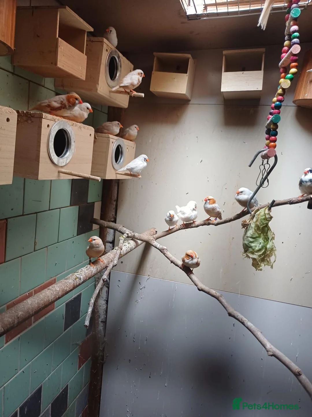Budgerigars birds for sale: Young budgies and zebra finches for sale. - Advert 2