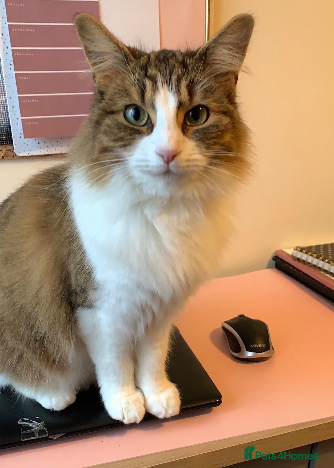 Maine Coon cats Oakley - Maine coon cross - 7yrs - Advert 7