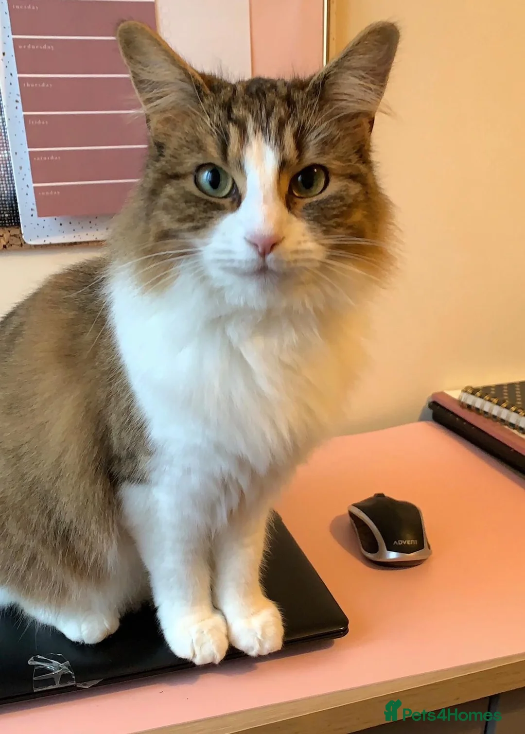 Maine Coon cats for sale: Oakley - Maine coon cross - 7yrs - Advert 1