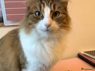 Maine Coon cats Oakley - Maine coon cross - 7yrs - Advert 2