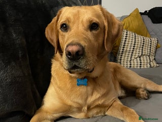 Labrador Retriever dogs in Doncaster - Advert 27