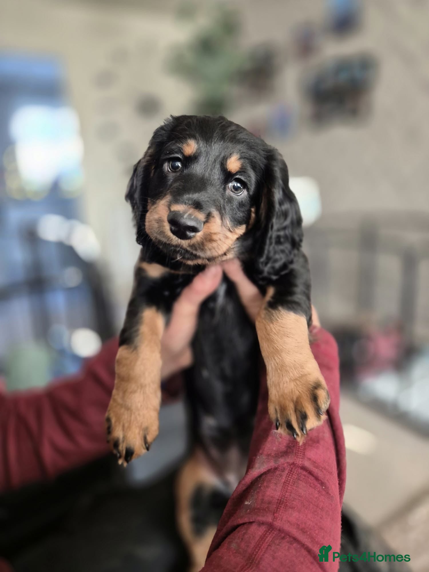 Sprocker dogs Last 2 (1 male and female). pups ready to go now.  - Advert 9