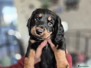 Sprocker dogs Last 2 (1 male and female). pups ready to go now. - Advert 9
