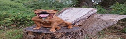 Staffordshire Bull Terrier dogs for sale: COI 3.6% Red staffordshire bull terrier's - Advert 13