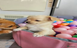 Chihuahua dogs for sale: Chihuahua long haired xs - Image 12