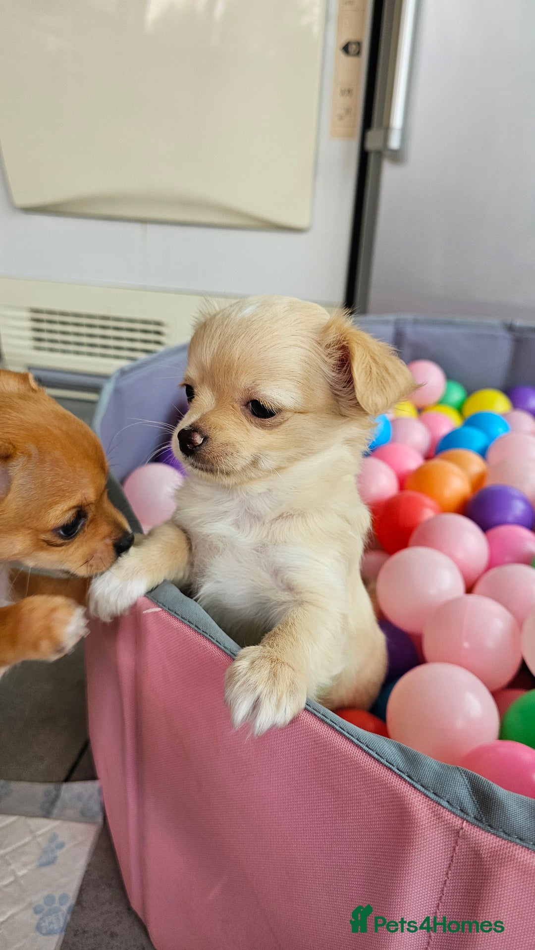 Chihuahua dogs for sale: Chihuahua long haired xs - Image 12