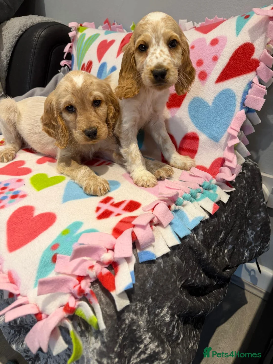 Cocker Spaniel dogs for sale: Gorgeous cocker spaniel pups ready to go  - Advert 28