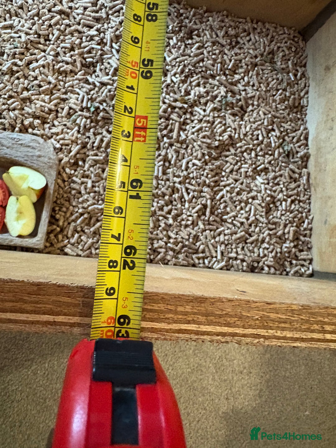 Hermann Tortoise reptiles for sale: 5 year old tortoise + full set up & accessories  - Advert 5