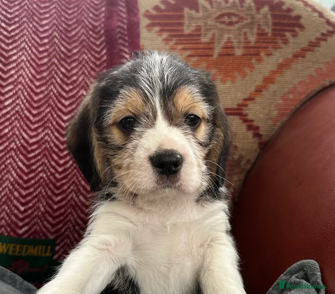 Mixed Breed dogs for sale: 🐾 Absolutely adorable Beagle x Cavapoo 🐾  - Advert 18