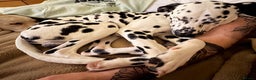 Dalmatian dogs for sale: Eric the Dalmatian Puppy - Advert 1