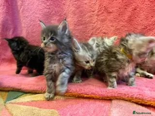 Maine Coon cats Outstanding Maine Coon Kittens | Champion lines - Advert 2