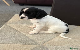Cocker Spaniel dogs for sale: 🐾 3 KC Reg Blue Roan Cocker Spaniels for sale 🐾  - Image 6