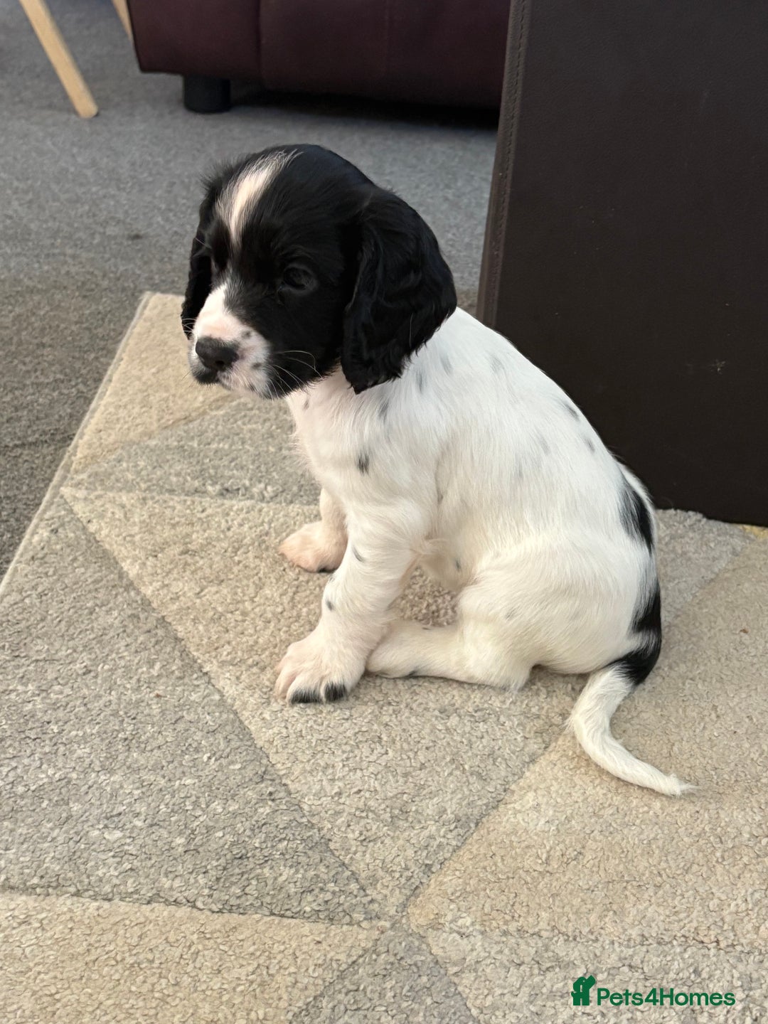 Cocker Spaniel dogs for sale: 🐾 3 KC Reg Blue Roan Cocker Spaniels for sale 🐾  - Image 6