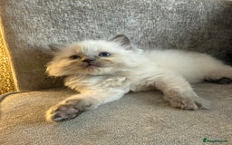 Ragdoll cats for sale: Beautiful Ragdoll Kittens  - Image 8