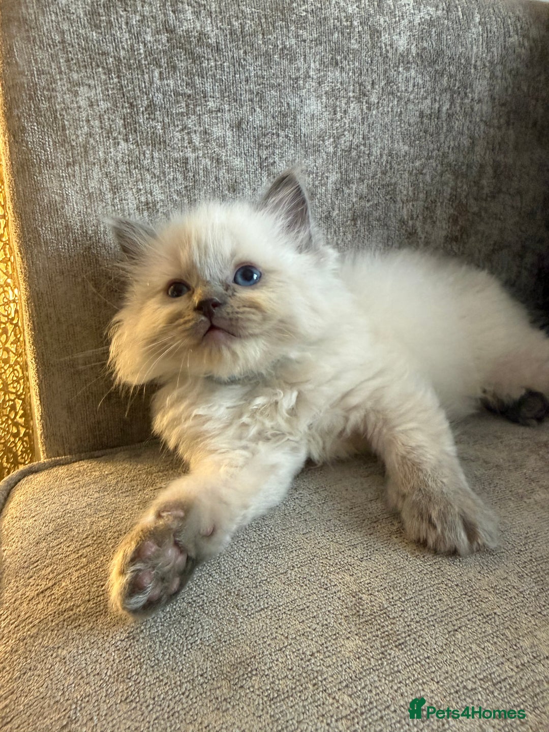 Ragdoll cats for sale: Beautiful Ragdoll Kittens  - Image 8