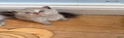 Mixed Breed cats for sale: 5 beautiful kittens READY NOW Scottish fold x BSH  - Advert 8