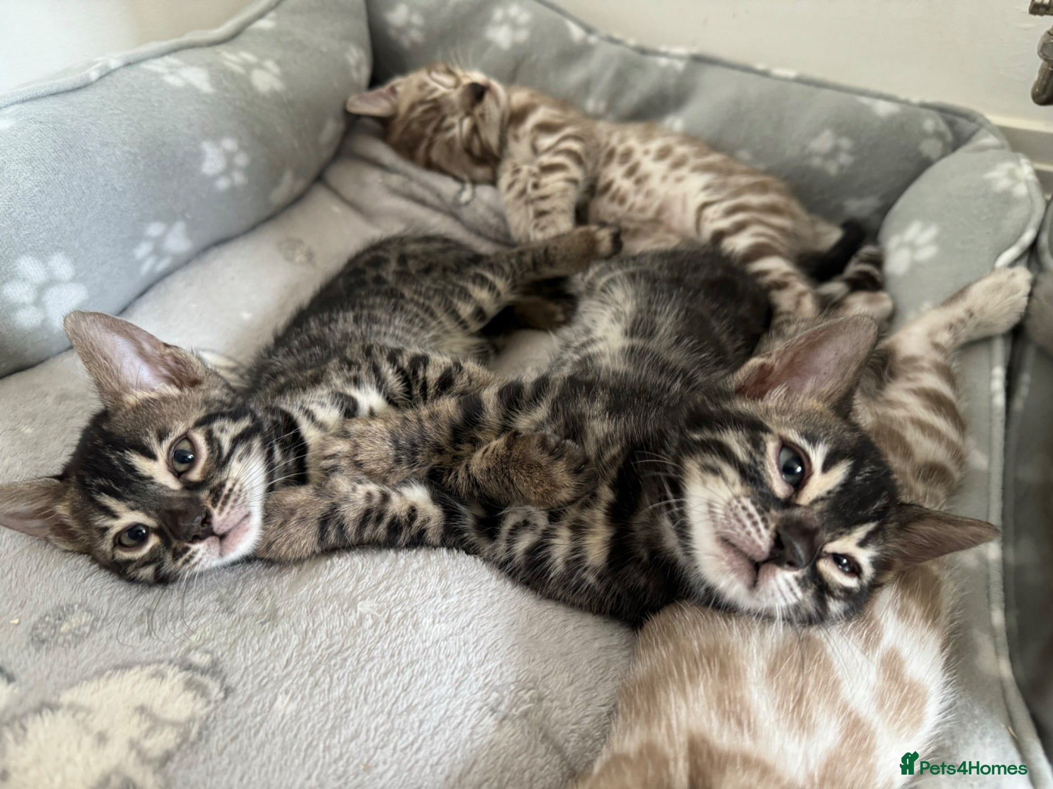 Bengal cats Bengal Kittens For Sale (1 Left) - Advert 2