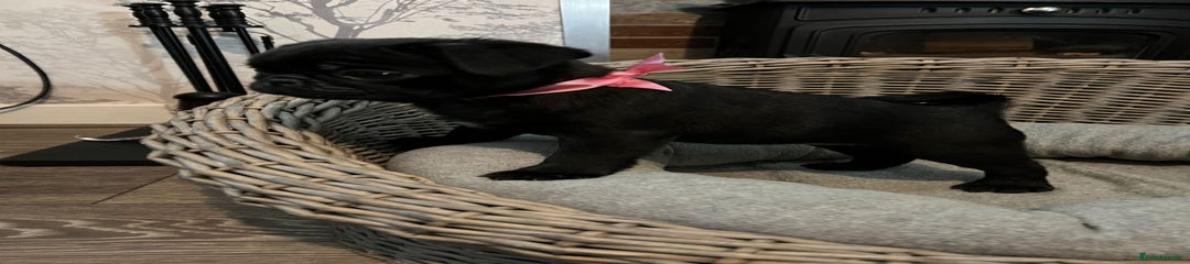 Pug Puppy 5 - Light Pink Collar