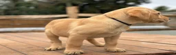 Labrador Retriever dogs for sale: KC REGISTERED LABRADOR PUPPIES - Advert 17