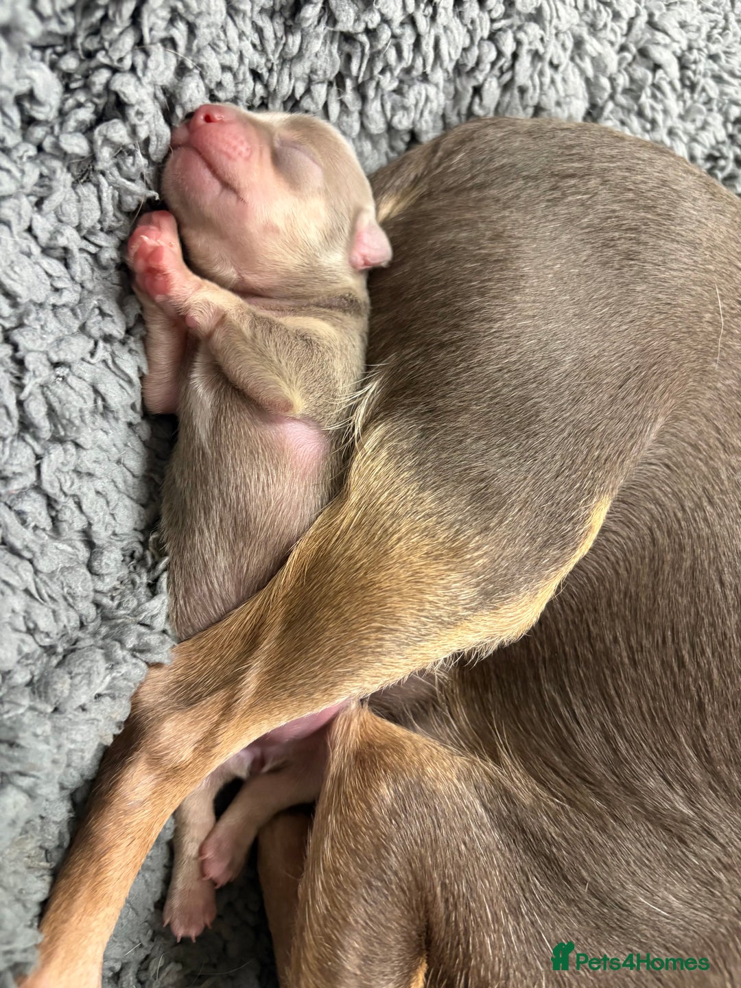 Chihuahua dogs for sale: Stunning Chihuahua Puppies!!  - Advert 4