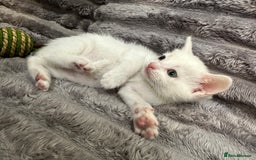 Siamese cats for sale: Kittens Siamese & Bombay Cross - Image 4