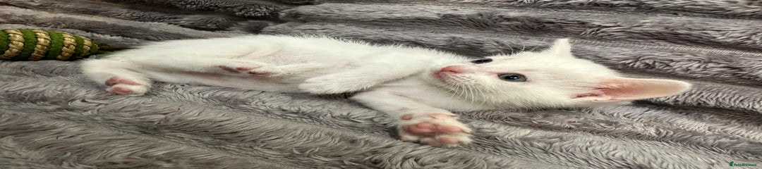 Siamese Kitten 3